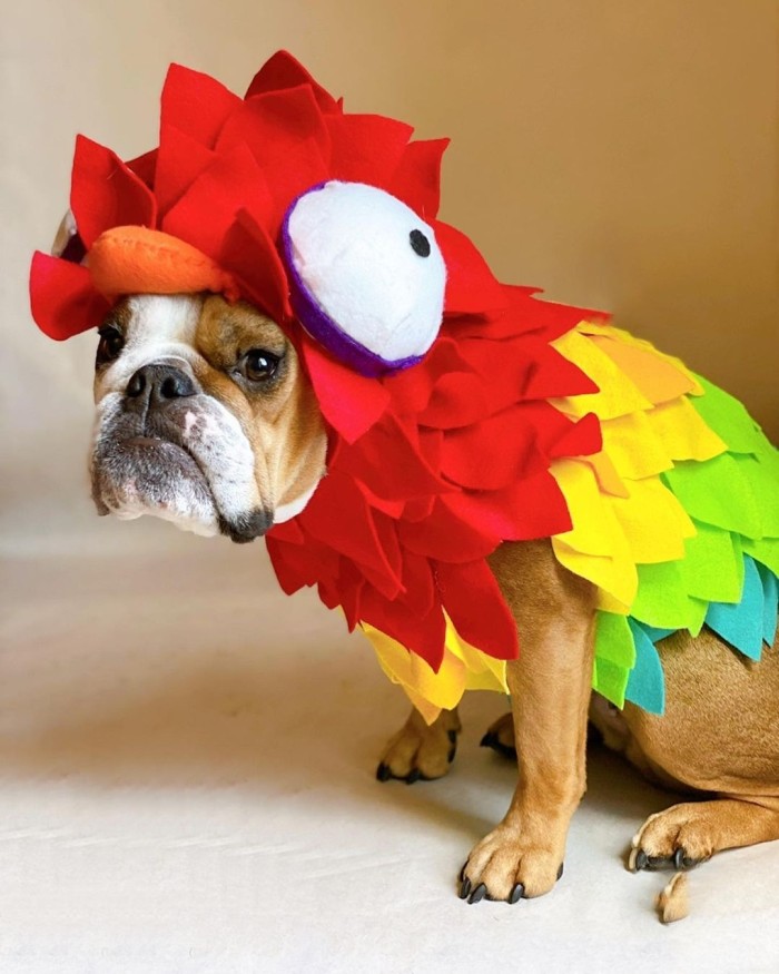 Parrot Dog Disney Costume