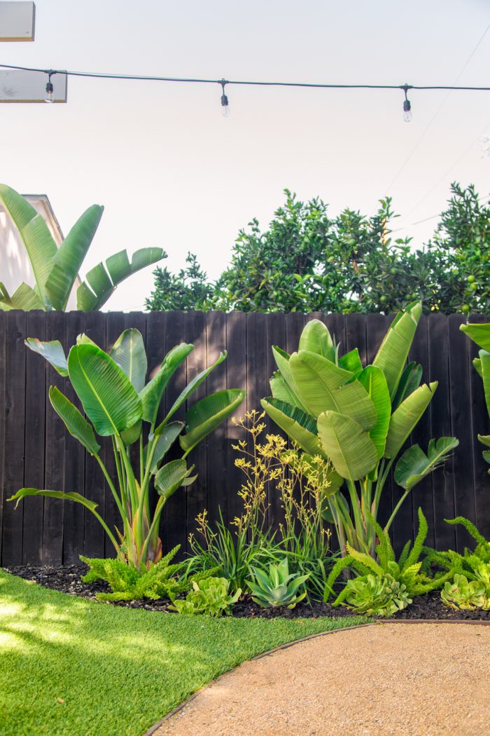 A green plant in a garden