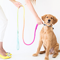 A dog with a rainbow leash