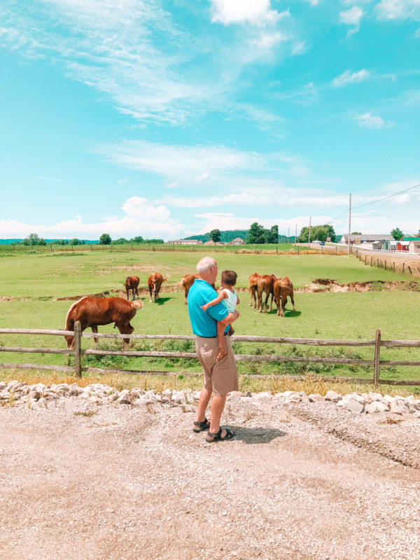 Two people looking at cows