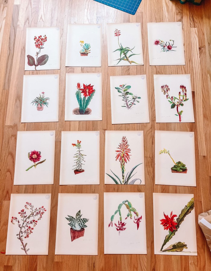 Rock Plant Illustrations in grid on floor